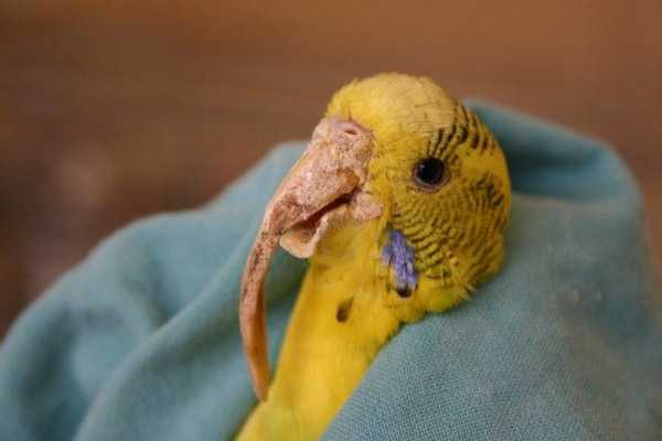 Нарост на клюве у волнистого попугая