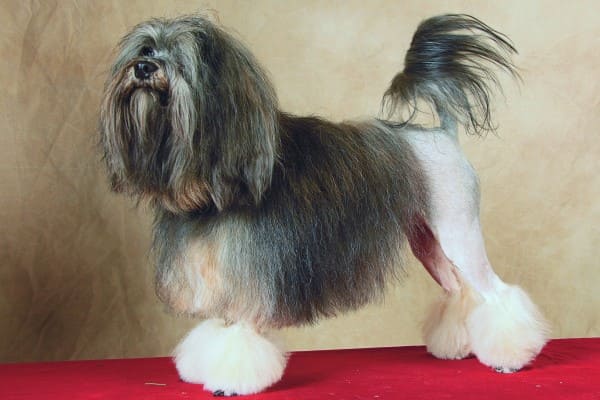 Немецкие породы собак с фотографиями и названиями, а также описание уникальных качеств