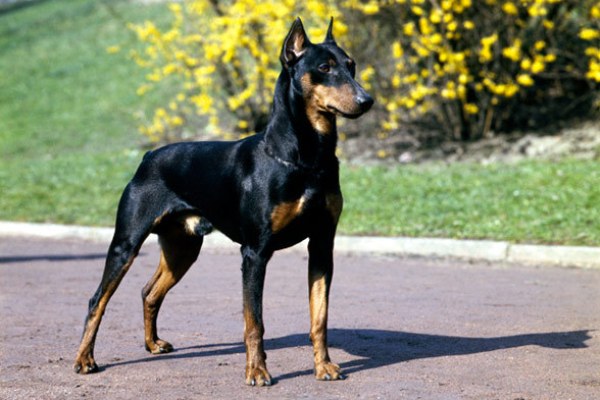 Немецкие породы собак с фотографиями и названиями, а также описание уникальных качеств