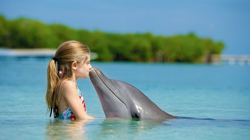 Опасны ли дельфины для человека