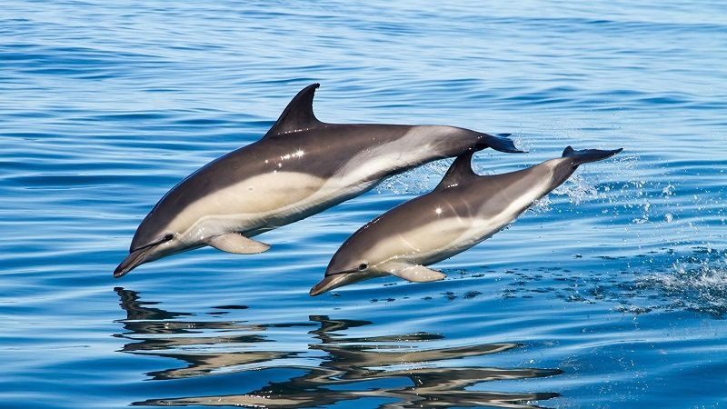 Опасны ли дельфины для человека