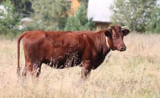 Описание красногорбатовской породы коров