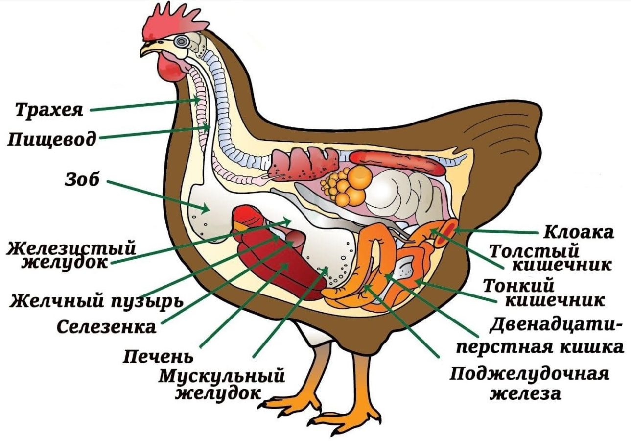 Описание курицы