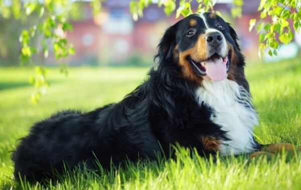 Описание породы собак бернский зенненхунд, фото, чем кормить и как ухаживать