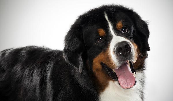Описание породы собак бернский зенненхунд, фото, чем кормить и как ухаживать