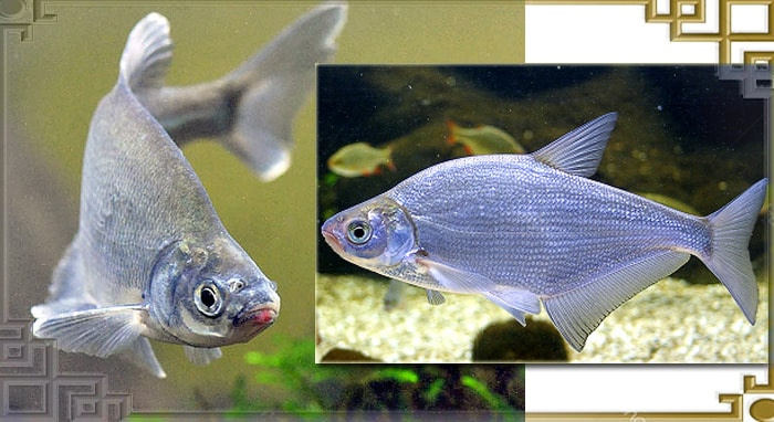 Описание рыбы синец