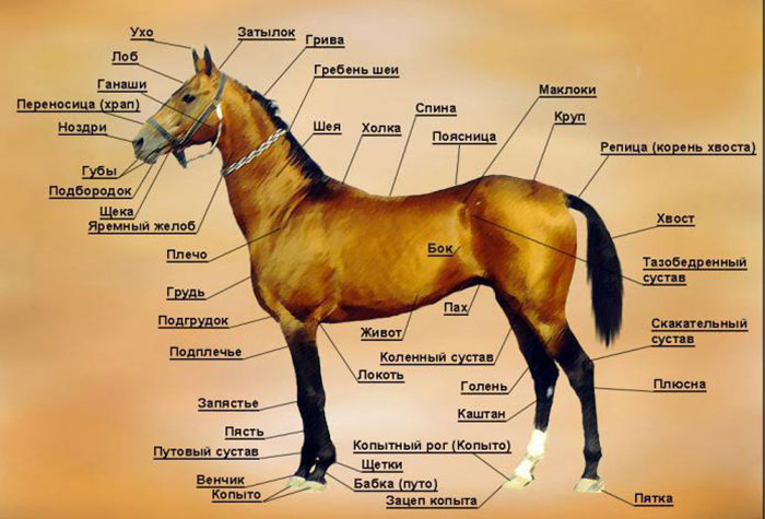 Передняя конечность лошади