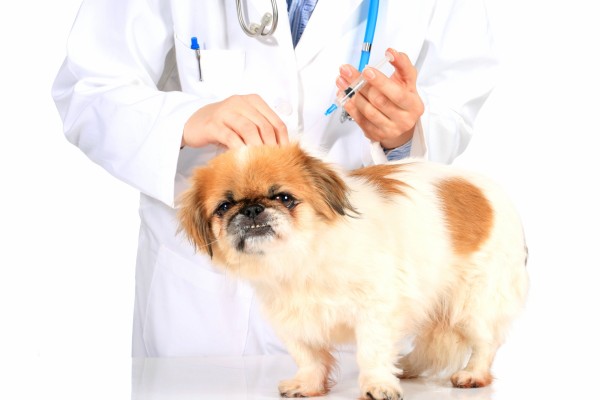 Пироплазмоз у собак: симптомы и лечение, инкубационный период и типичные признаки заболевания, а, также, возможные последствия и меры профилактики