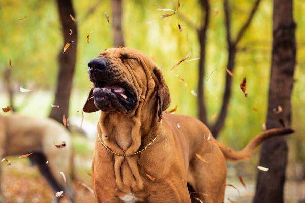 Почему собака чихает и фыркает: причины, чем лечить если постоянно, без остановки (на улице, во время игры)