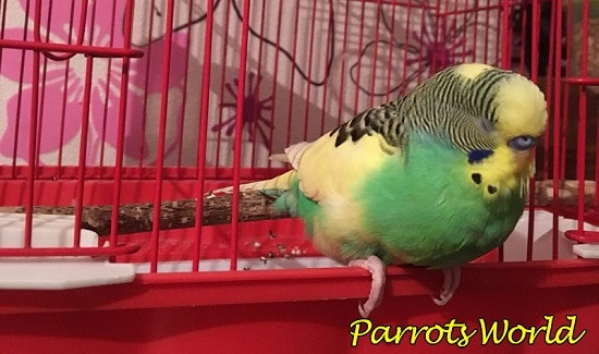Почему у попугая помёт определённого цвета