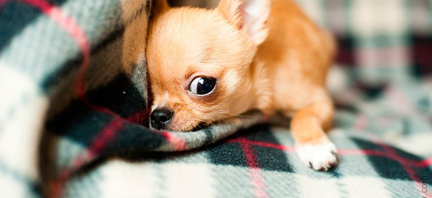 Почему у собаки сильно урчит в животе?