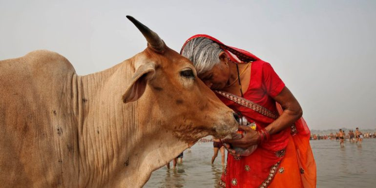 Почему в Индии корова – священное животное?