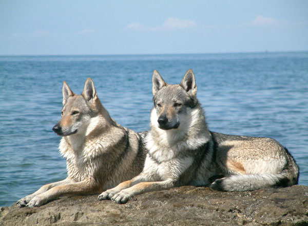 Помесь волка и собаки, характеристика и описание породы волкособ