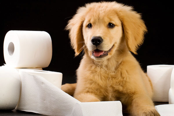 Понос у щенка: причины, что делать, чем кормить питомца, если есть рвота