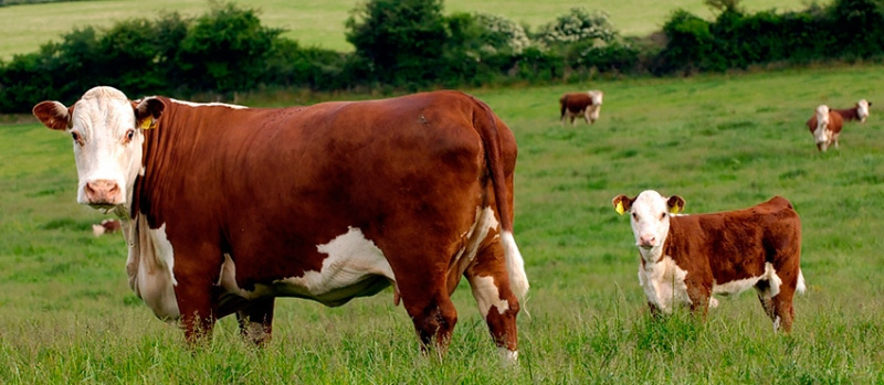 Порода коров Герефордская
