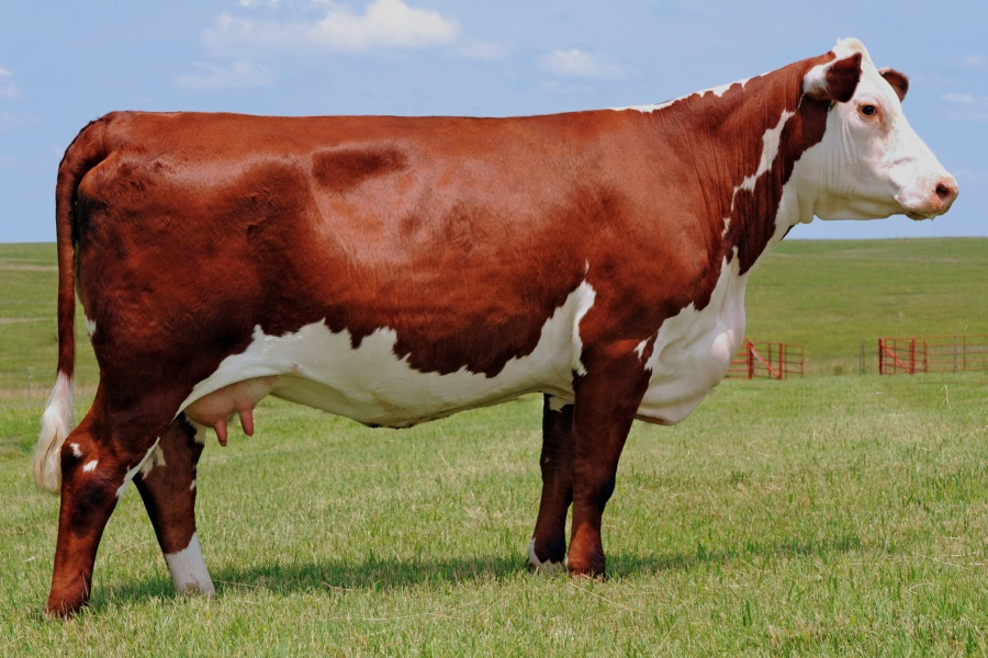 Порода коров Герефордская