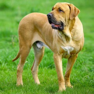 Порода собак фила бразилейро - достоинства и недостатки