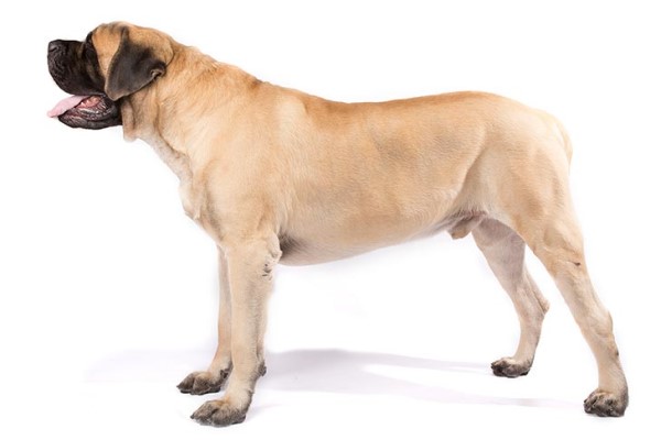 Порода собак мастиф - характеристика и описание английского гиганта, содержание и уход, стандартный вес