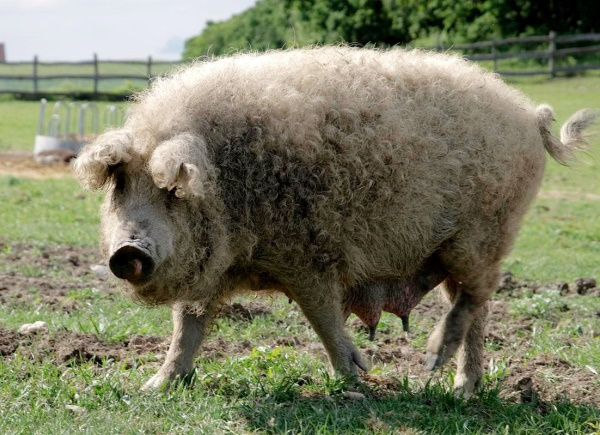 Порода свиньи Венгерская мангалица