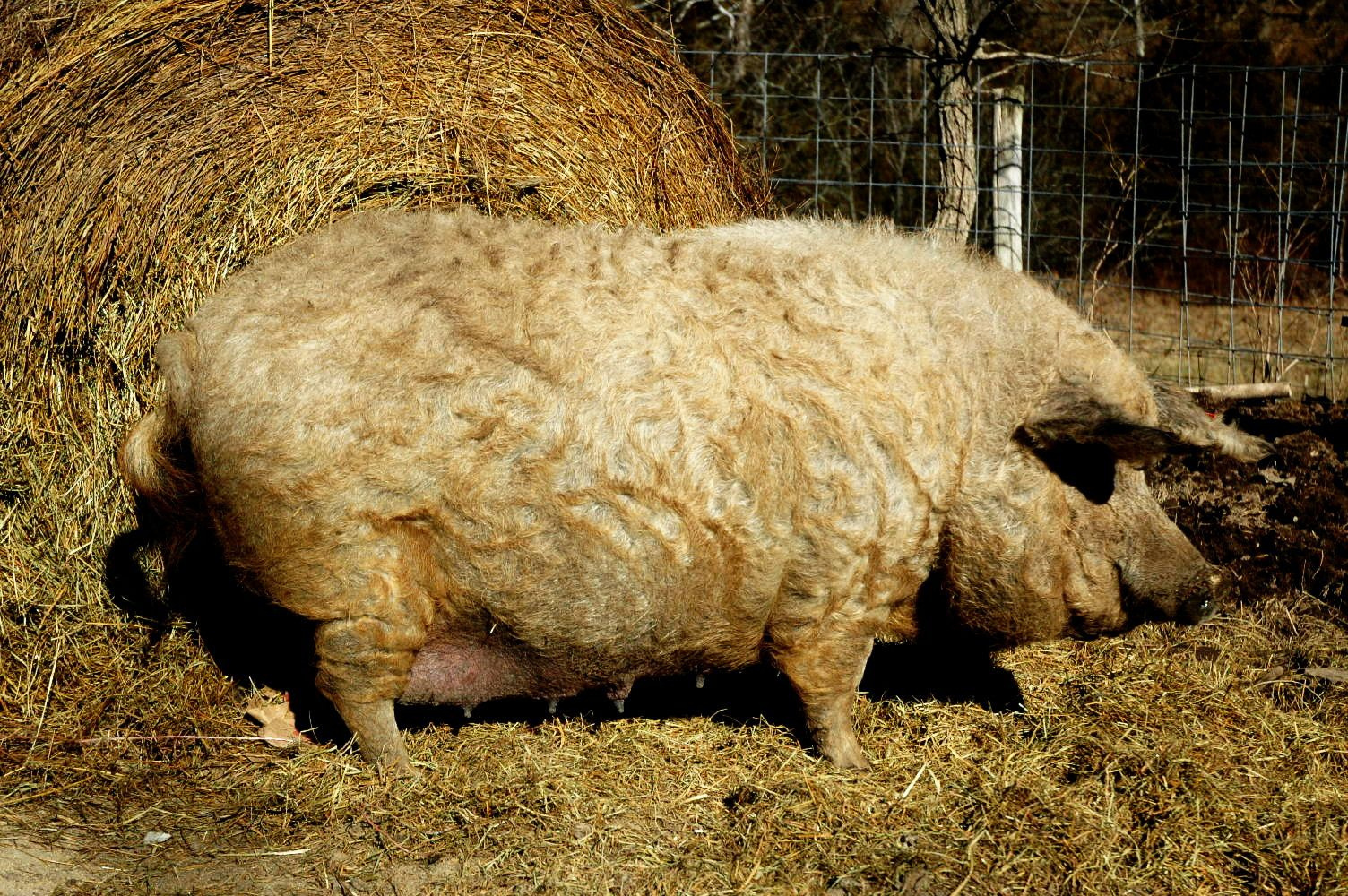 Порода свиньи Венгерская мангалица