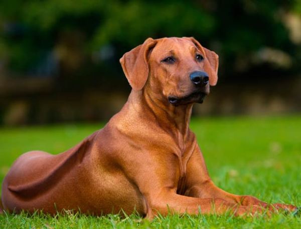 Породы собак, которые не лают: топ-15 самых спокойных и тихих