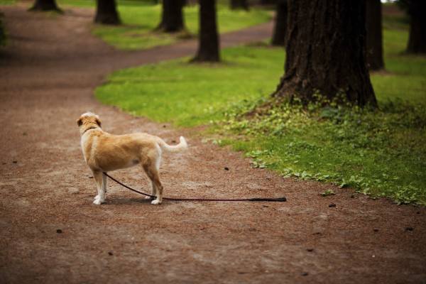 Потерялась собака (пропала): как найти если убежала и что делать