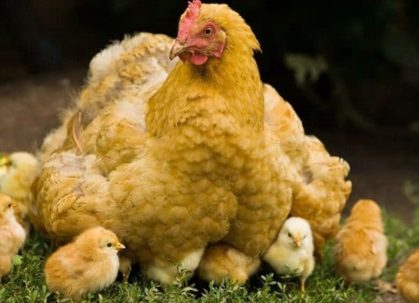 Правила кормления цыплят с первых дней жизни