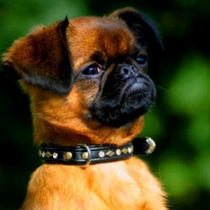 Пти (малый) брабансон - порода бельгийских маленьких собак: описание, характеристика, фото и отзывы владельцев
