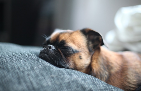 Пти (малый) брабансон - порода бельгийских маленьких собак: описание, характеристика, фото и отзывы владельцев