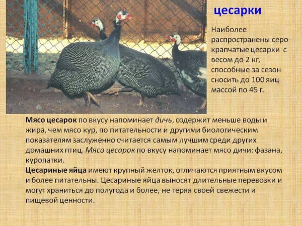Птицеводство в России