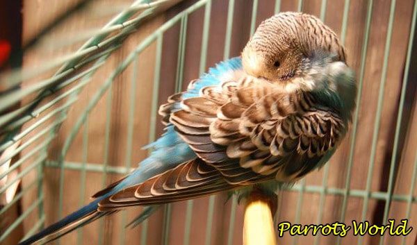 Распространённые болезни попугаев