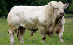 Разведение крупного рогатого скота: особенности и перспективы