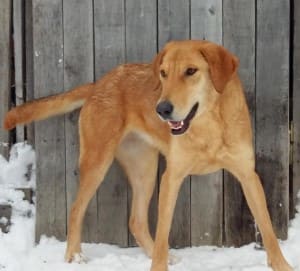 Русская гончая собака - описание породы, охотничьи навыки, фото, подходящие клички