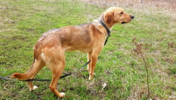 Русская гончая собака - описание породы, охотничьи навыки, фото, подходящие клички