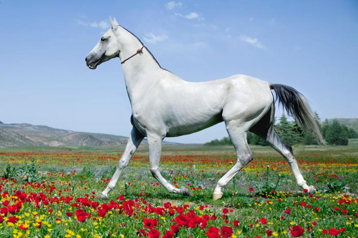 Самые лучшие породы лошадей в мире