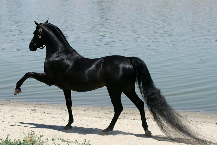 Самые лучшие породы лошадей в мире