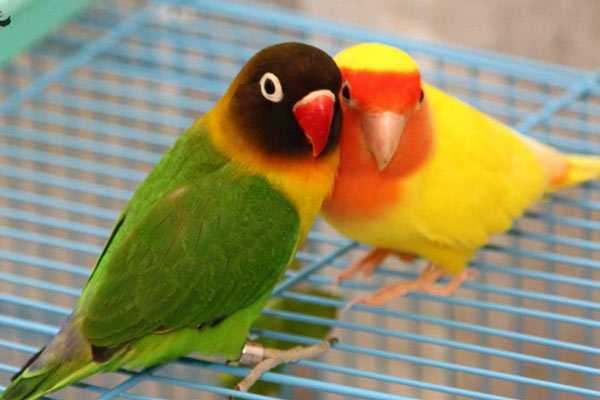 Самые маленькие попугаи в мире