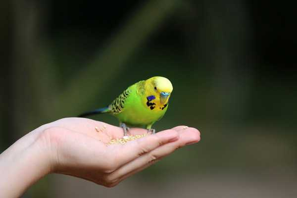 Самые маленькие попугаи в мире