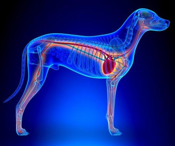 Сердечная недостаточность у собаки: симптомы и лечение, признаки, необходимые препараты, хроническая и острая формы
