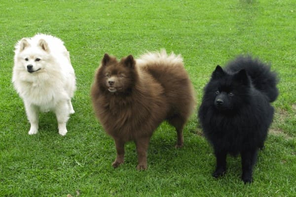 Шпицы - разновидности породы: фото, описание собак, полный список