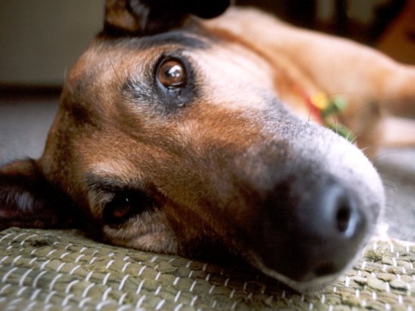 Симптомы бешенства у собак, признаки и как определить проявление болезни, какой инкубационный период