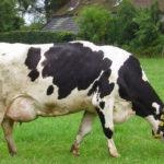 Симптомы мастита у коров