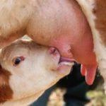 Симптомы мастита у коров