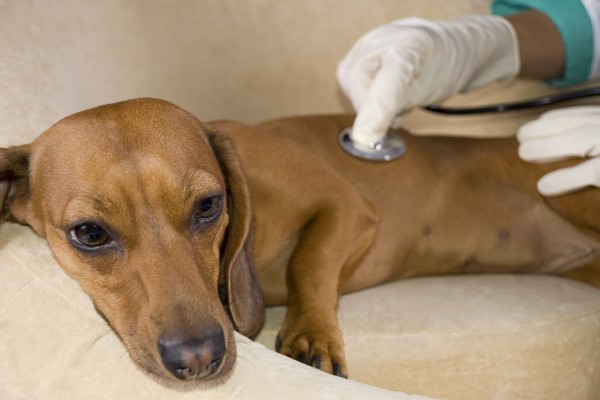 Симптомы отравления у собак, явные признаки и что делать, как спасти, оказать первую помощь