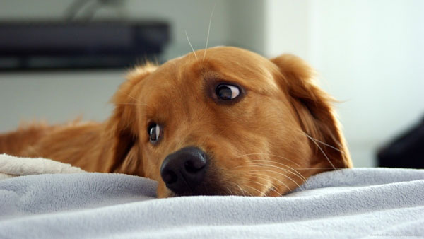 Симптомы простуды у собаки, как лечить в домашних условиях, может ли заразиться от человека