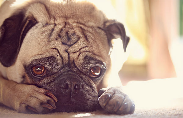 Симптомы простуды у собаки, как лечить в домашних условиях, может ли заразиться от человека