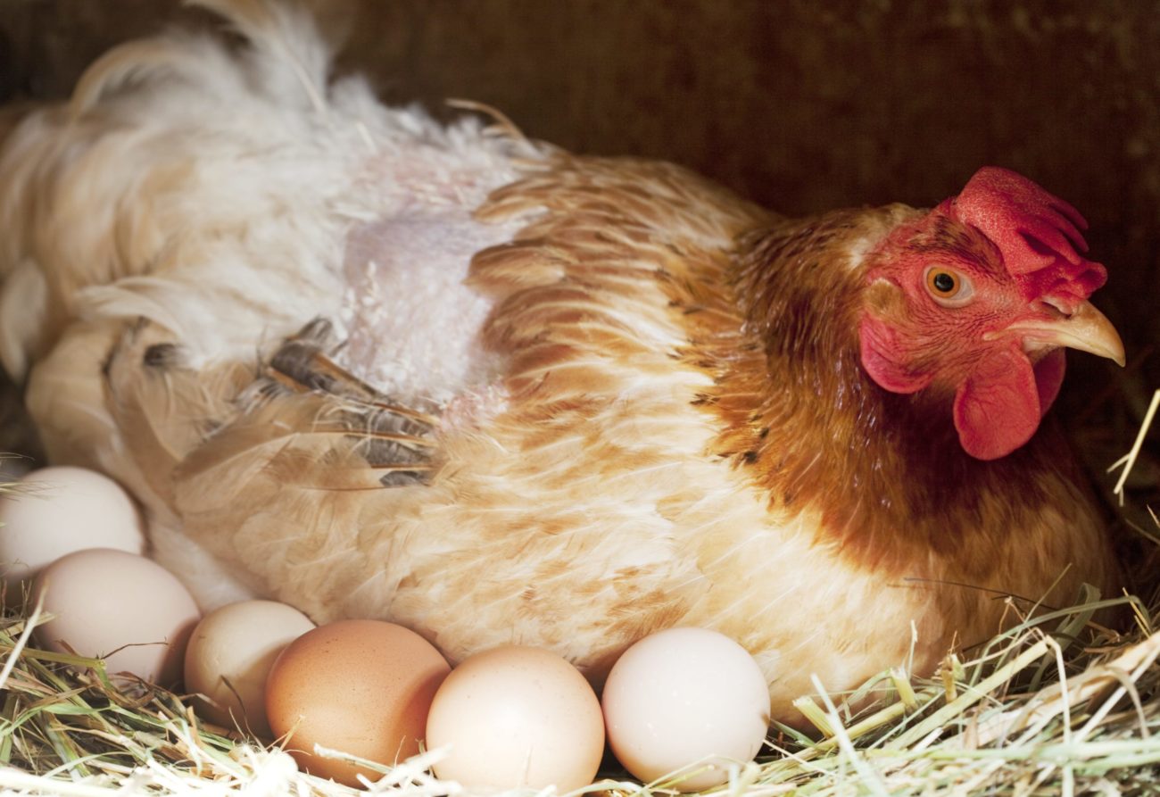 Сколько в день несет курица яйца