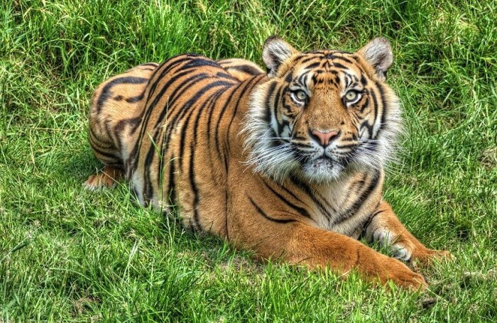 Сколько живет тигр