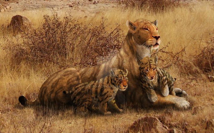 Смилодон — “тигр” из семейства саблезубых кошек