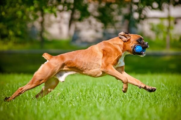 Собака боксёр: описание породы и ее характеристика, всё об уходе и содержании, немецкий боец и любимец семьи
